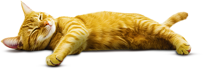 Vet Assistance em Porto Alegre