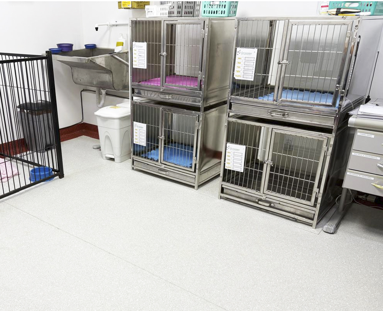 internacao veterinaria estrutura completa porto alegre