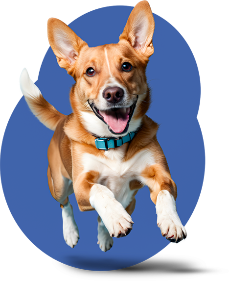 Vet Assistance em Porto Alegre