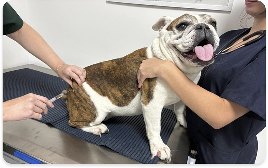 clínica veterinária Vet Assistance em Porto Alegre