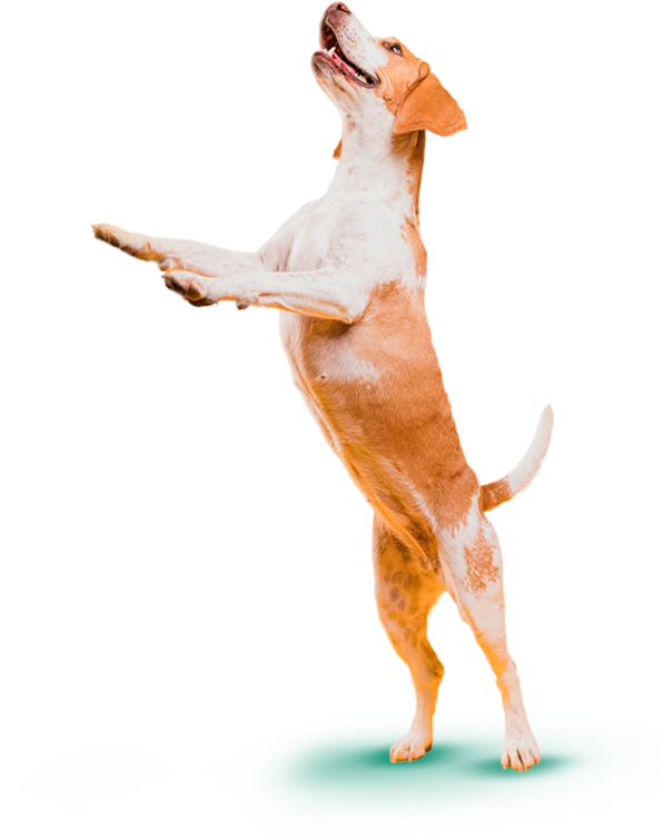 veterinária em Porto Alegre para cães e gatos